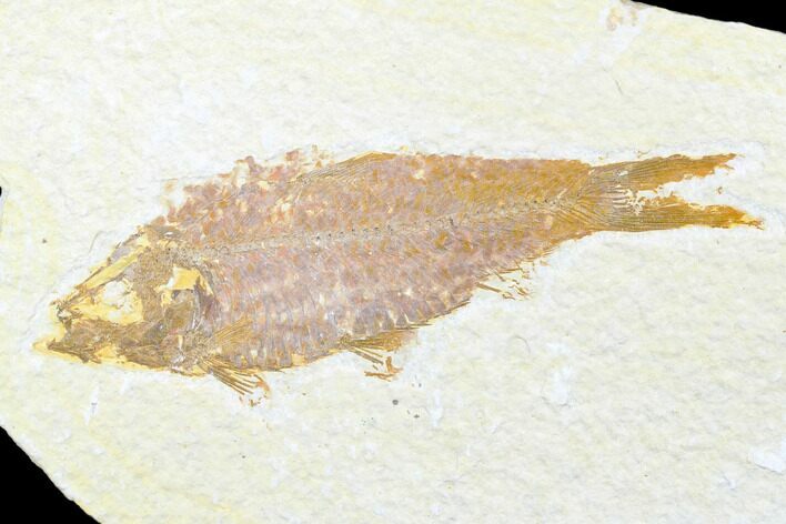 Bargain, Fossil Fish (Knightia) - Wyoming #176331